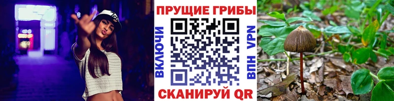 купить  цена  OMG ССЫЛКА  Галлюциногенные грибы ЛСД  Майкоп 